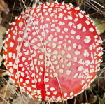 Amanita Pilz Hüte (20g)