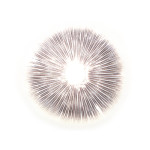 Psilocybe Tampanensis Lösung