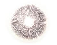 Panaeolus Cyanescens Abdruck