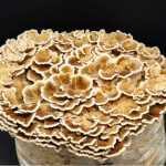 Tramete Aufzucht Lösung